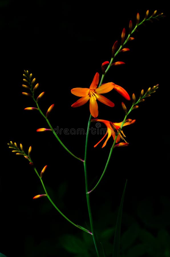 Imagen vertical del color anaranjado de las flores de Montbretia Crocosmia en fondo oscuro fotografía de archivo Imagen vertical del color anaranjado de las flores de Montbretia Crocosmia en fondo oscuro fotografía de archivo