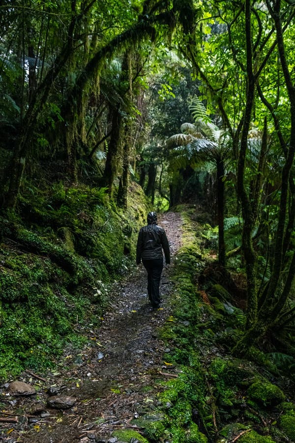 Imagen vertical en ángulo alto de una persona que camina por el estrecho camino en la jungla fotografía de archivo libre de regalías