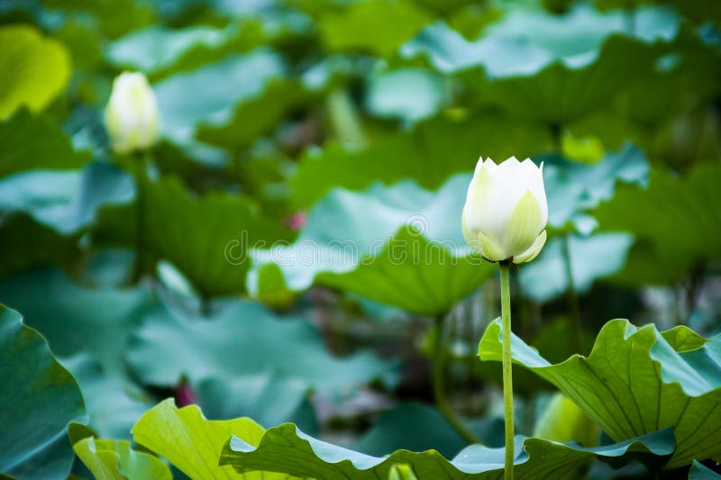 Imagens bonitas da flor de lótus brancos imagens de stock royalty free Imagens bonitas da flor de lótus brancos imagens de stock royalty free