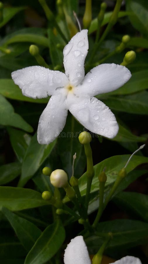 Imagens De Flores De Jasmim Foto de Stock - Imagem de verde, nave: 212878420