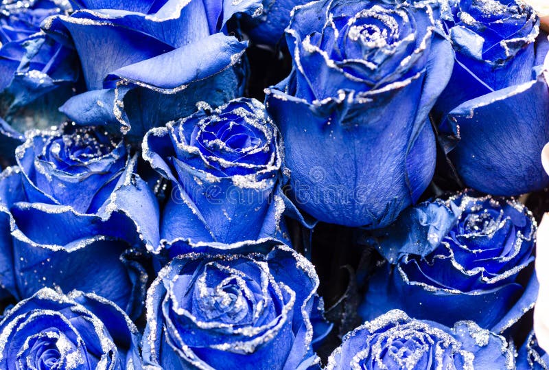 Imagens De Fundo Com Rosas Azuis E Cinzentas Foto de Stock - Imagem de  macro, flores: 176223166