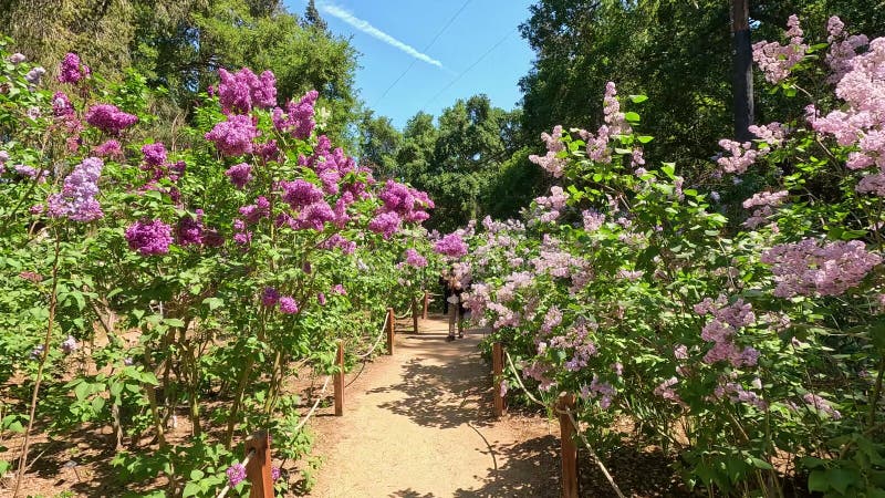 Images de belles fleurs de lavande violette et d'arbres verdoyants aux jardins Descanso La Canada Flintridge California banque de vidéos