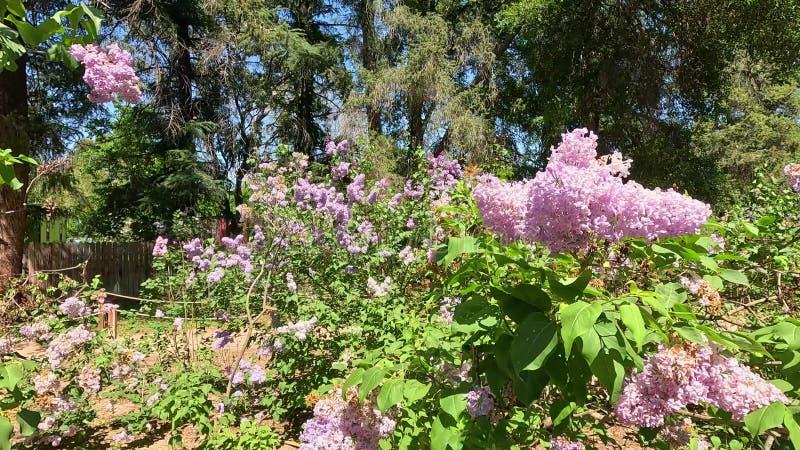 Images de belles fleurs de lavande violette et d'arbres verdoyants aux jardins Descanso La Canada Flintridge California clips vidéos