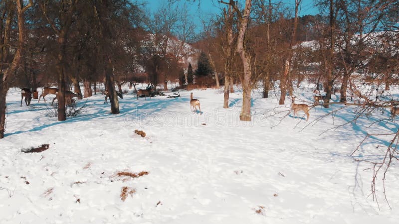 Images de bois recouverts de neige un troupeau de cerfs fuyant la caméra banque de vidéos