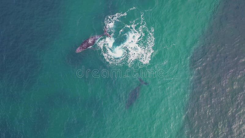 Images de drone de baleines à bosse