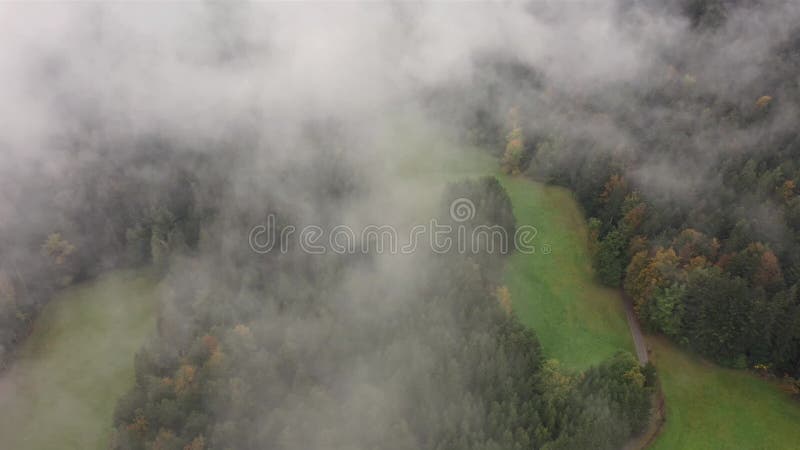 Images de vol prises avec un drone dans la forêt bavaroise planant au-dessus de la forêt de la cime des arbres avec brouillard pas banque de vidéos