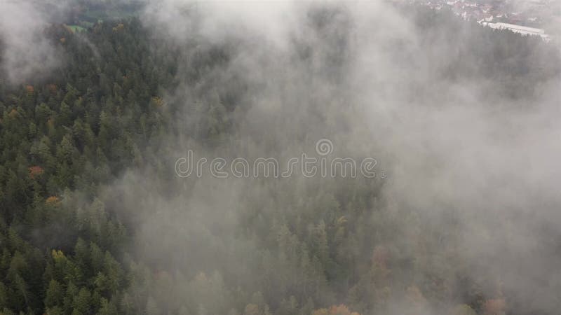 Prise de vue aérienne d'un drone dans la forêt bavaroise survolant la forêt des arbres avec brouillard de passage près du germe gr banque de vidéos
