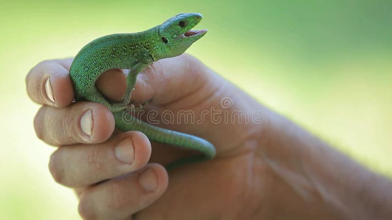 Images du fond de l'herbe à main de lézard