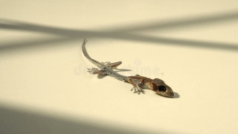 Images en gros plan de petit lézard de morts de l'Asie photographie stock libre de droits Images en gros plan de petit lézard de morts de l'Asie photographie stock libre de droits