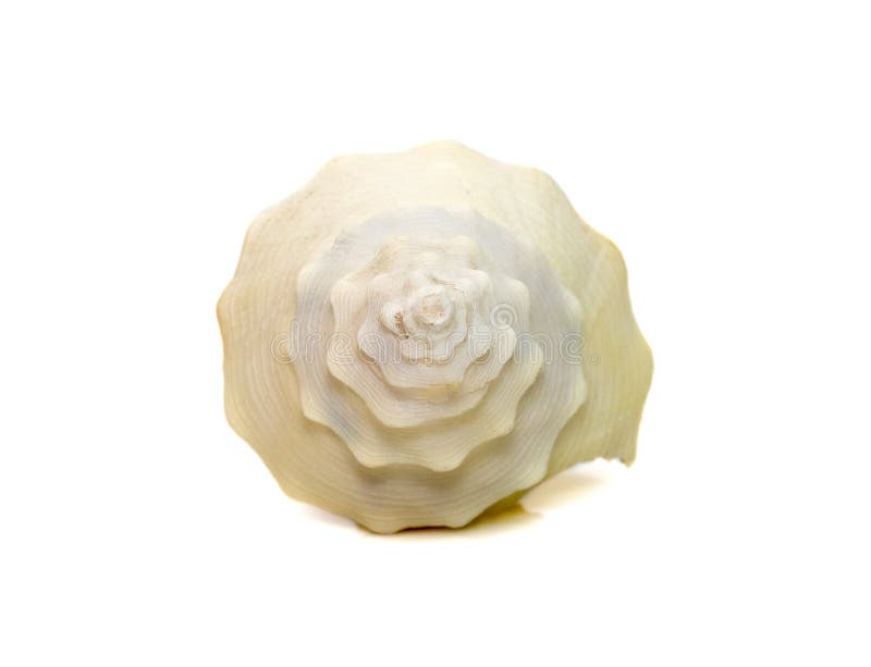 Images of spiral white conch shell isolated on white background. Undersea Animals. Sea Shells royalty free stock photography