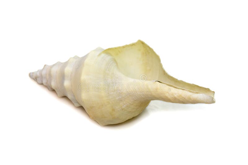 Images of white conch shell isolated on white background. Undersea Animals. Sea Shells stock photos