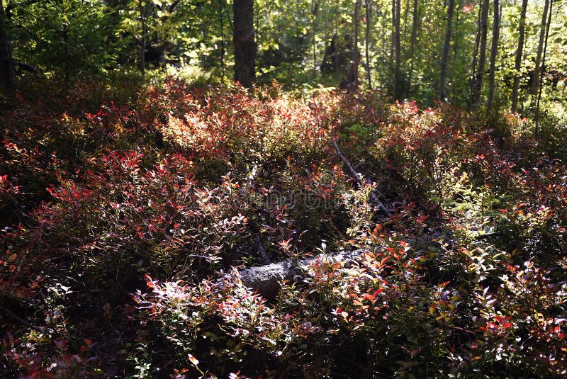 Cranberries Grow in a Sunny Forest. Stock Photo Image of autumn