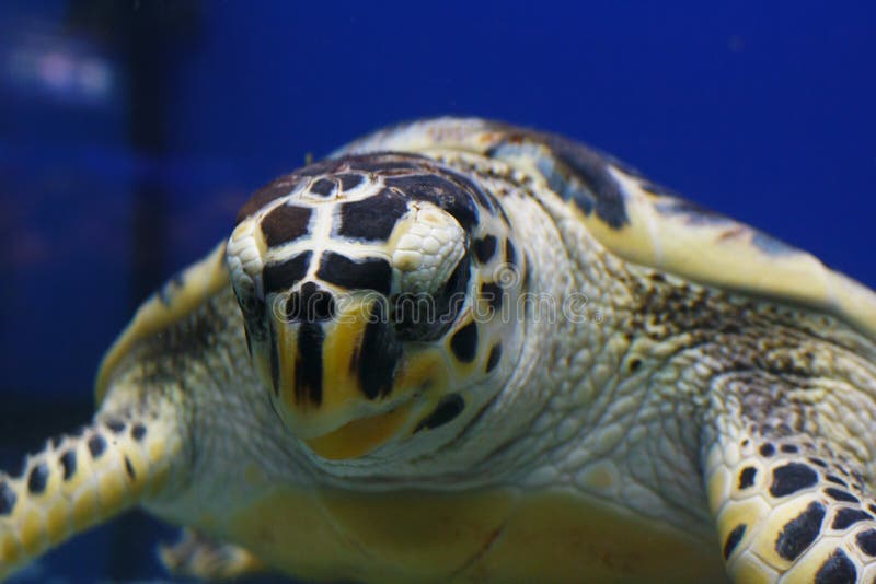 Imbricata Eretmochelys χελωνών θάλασσας Hawksbill, επίσης γνωστό ως Bissa στο βιότοπό τους στοκ φωτογραφία Imbricata Eretmochelys χελωνών θάλασσας Hawksbill, επίσης γνωστό ως Bissa στο βιότοπό τους στοκ φωτογραφία