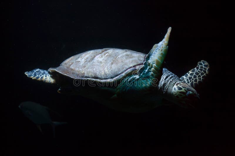 Imbricata Eretmochelys морской черепахи Hawksbill стоковые изображения Imbricata Eretmochelys морской черепахи Hawksbill стоковые изображения