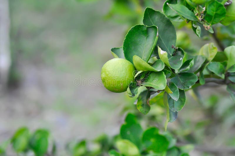 Ime, Lime Plant or Lemon or Lemon Tree Stock Image Image of petal