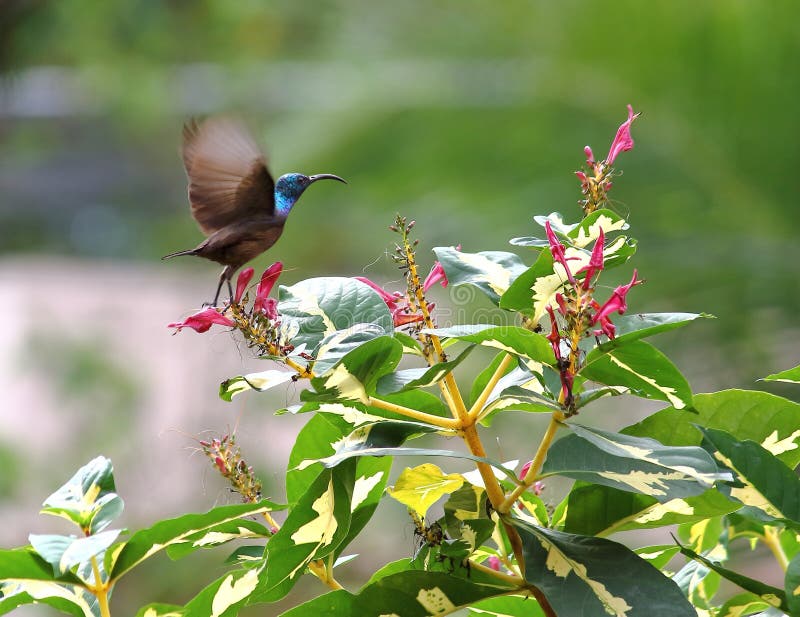 Male Loten`s sunbird, long billed sunbird