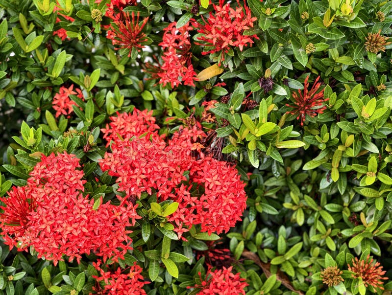 The Beautiful Ixora Ashoka Flowers in the Garden stock image