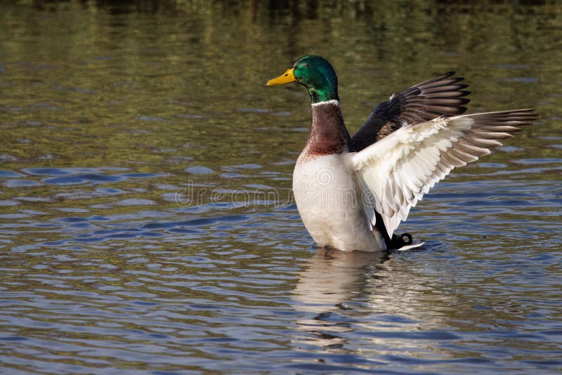 Male mallard duck with wings open to the back, scientific name Anas platyrhynchos. Male mallard duck beak open stock images, royalty-free photos and pictures