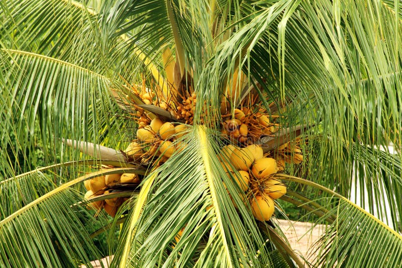 Coconut Palm Tree, Pirangi Do Norte, Rio Grande Do Norte Stock Image ...