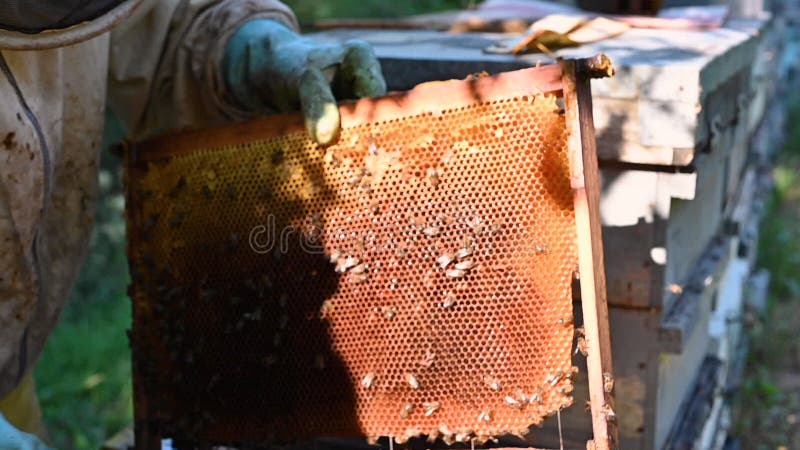 Imker in bijenstal. de bijenhouder werkt samen met bijen en bijenkorven in de bijenstal. overzicht van bijenhouders