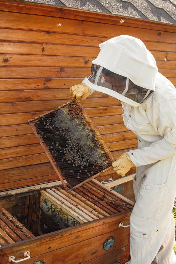 Imker zieht vom Bienenstock einen Holzrahmen mit Bienenwabe aus Sammeln Sie Honig Imkereikonzept stockfotos Imker zieht vom Bienenstock einen Holzrahmen mit Bienenwabe aus Sammeln Sie Honig Imkereikonzept stockfotos