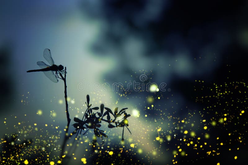 Immagine astratta e magica della siluetta della libellula e del volo della lucciola nel concetto di fiaba della foresta di notte