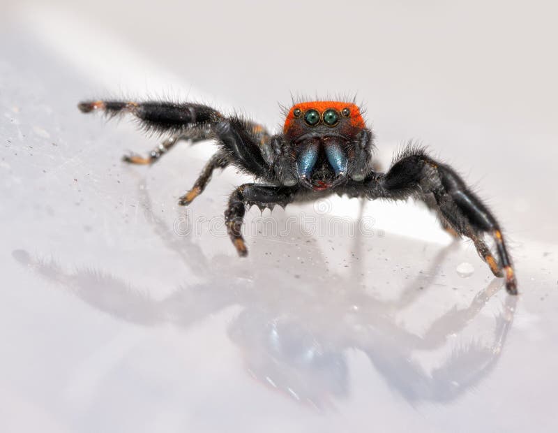 Comical image of a super cute, red and black Phidippus cardinalis, the Cardinal Jumping Spider, with his beautiful blue chelicerae exposed and front legs splayed. Comical image of a super cute, red and black Phidippus cardinalis, the Cardinal Jumping Spider, with his beautiful blue chelicerae exposed and front legs splayed