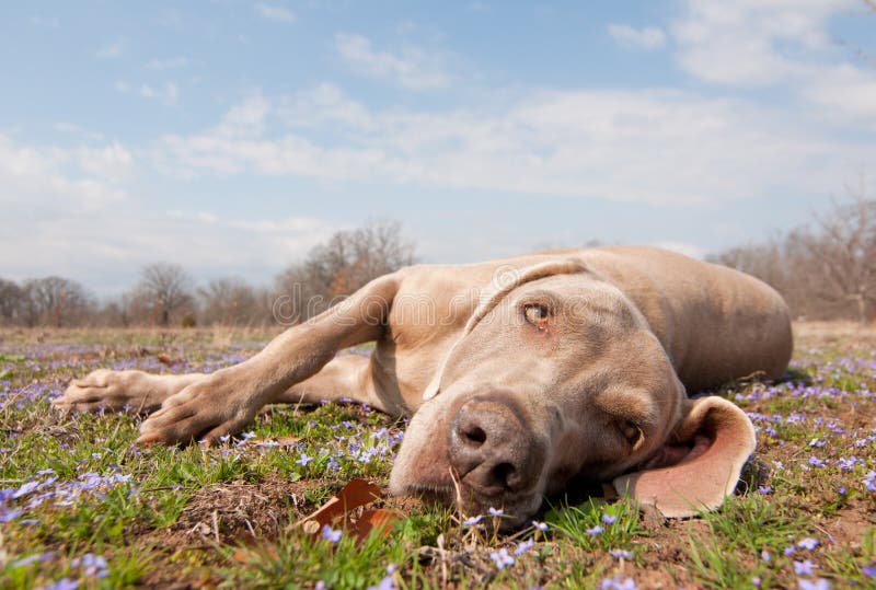 Comical image of a Weimaraner dog being lazy, lying in spring grass looking at the viewer. Comical image of a Weimaraner dog being lazy, lying in spring grass looking at the viewer