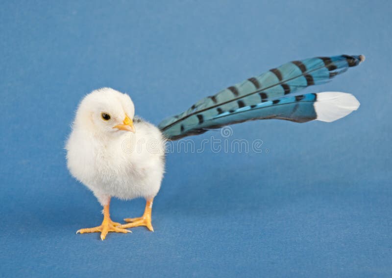 Comical image of a tiny Easter chick wearing his big boy feathers proudly; concept of a youngster trying to grow up too fast. Comical image of a tiny Easter chick wearing his big boy feathers proudly; concept of a youngster trying to grow up too fast