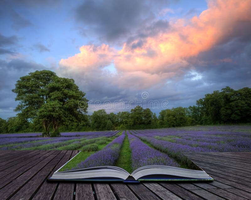 Immagine creativa di concetto del paesaggio della lavanda fotografia stock Immagine creativa di concetto del paesaggio della lavanda fotografia stock