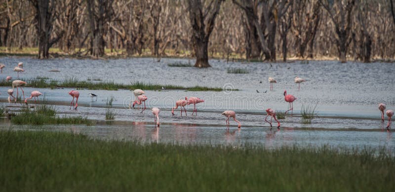Immagine degli uccelli in lago sommerso Nakuru, Kenia fotografia stock libera da diritti Immagine degli uccelli in lago sommerso Nakuru, Kenia fotografia stock libera da diritti