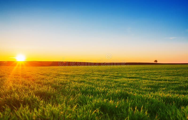 Immagine del campo di erba verde e del cielo blu luminoso immagine stock Immagine del campo di erba verde e del cielo blu luminoso immagine stock