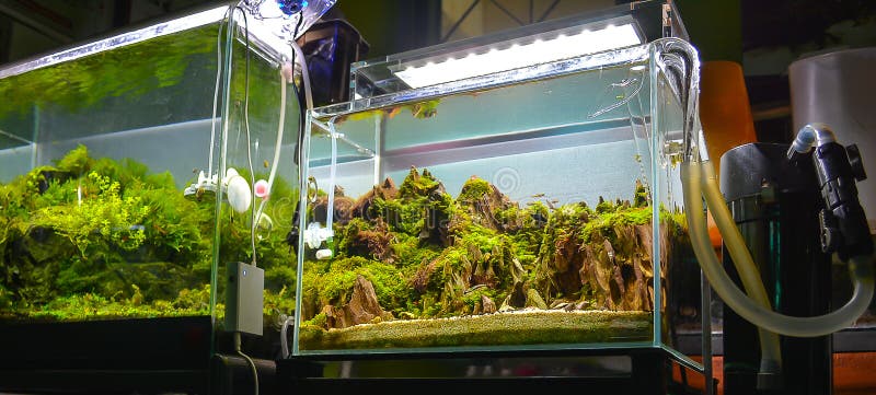 immagine del carro armato e del pesce di acqua dolce della pianta acquatica immagine stock libera da diritti immagine del carro armato e del pesce di acqua dolce della pianta acquatica immagine stock libera da diritti