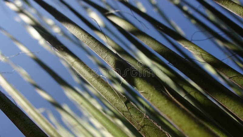 Immagine del primo piano di un'erba immagine stock libera da diritti Immagine del primo piano di un'erba immagine stock libera da diritti