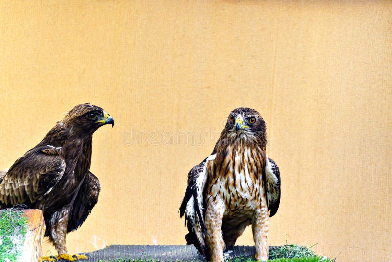 Immagine dell'aquila stivata un uccellino di preda di dimensioni medie in un centro di fauna selvatica di Menorca. immagini stock libere da diritti
