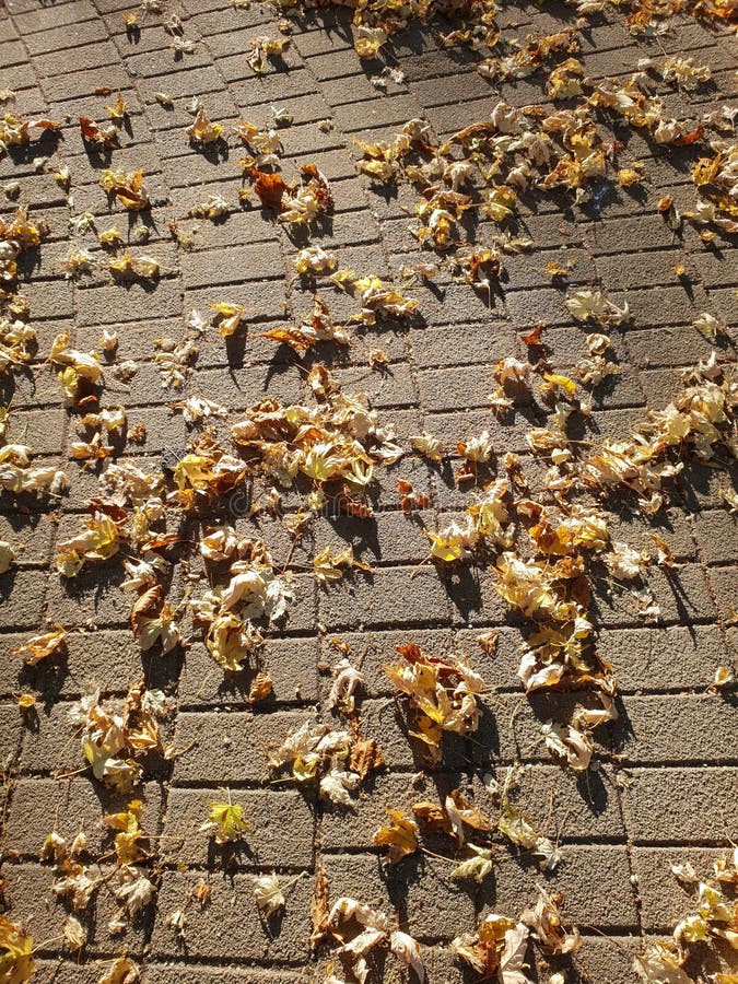 Immagine della foglia gialla su terra in autunno La cima gi? osserva immagini stock Immagine della foglia gialla su terra in autunno La cima gi? osserva immagini stock