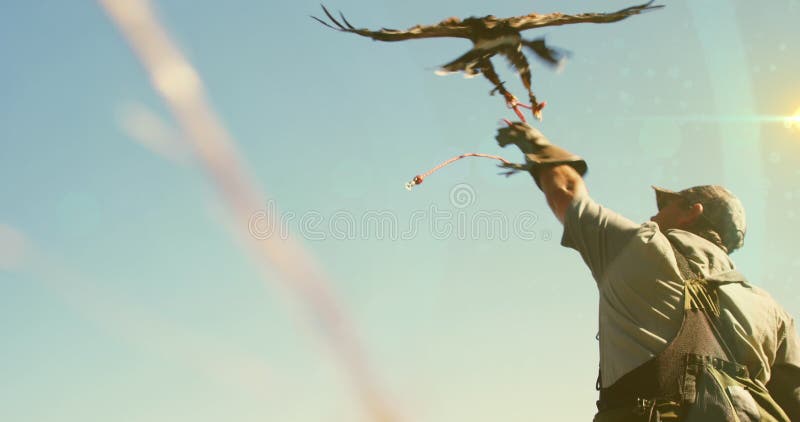 Immagine di macchie luminose su uccello di preda con uomo caucasico immagine stock
