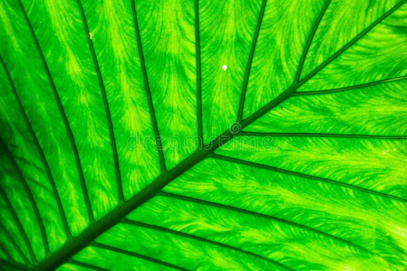Immagine di sfondo naturale dei modelli della vena di una fine sulla foglia immagine stock libera da diritti Immagine di sfondo naturale dei modelli della vena di una fine sulla foglia immagine stock libera da diritti