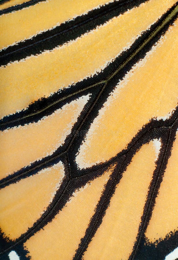 Immagine di un'ala in tensione della farfalla di monarca