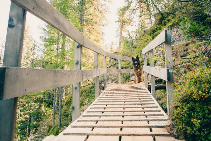 Immagine di un cane da pastore tedesco su un ponte del ` Ampezz della cortina D immagine stock libera da diritti Immagine di un cane da pastore tedesco su un ponte del ` Ampezz della cortina D immagine stock libera da diritti