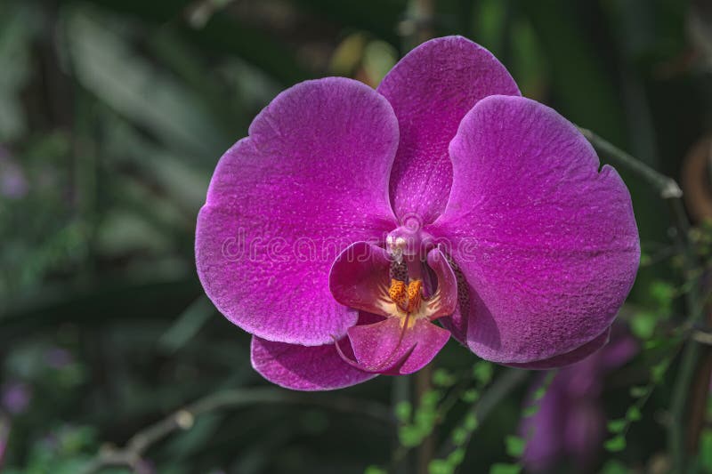 Immagine di un fiore di orchidea che fiorisce dalla collezione del giardino botanico dell'università tver