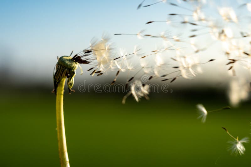 Immagine di un fiore di targhetta con i suoi semi portati via dal vento immagini stock libere da diritti