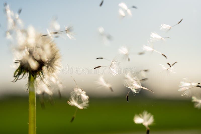 Immagine di un fiore di targhetta con i suoi semi portati via dal vento fotografia stock