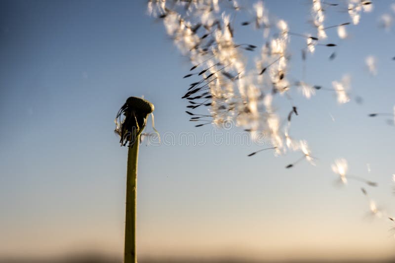 Immagine di un fiore di targhetta con i suoi semi portati via dal vento immagini stock