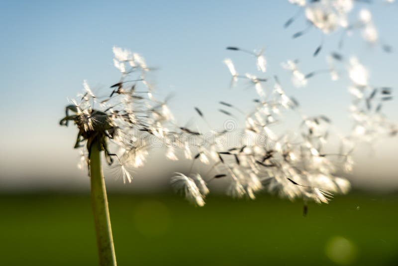 Immagine di un fiore di targhetta con i suoi semi portati via dal vento. Fuga dei semi di un leone nel vento