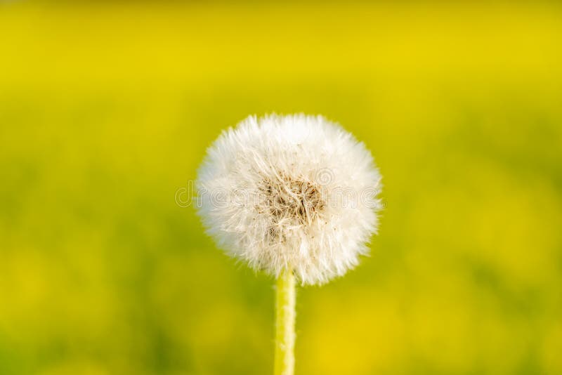 Immagine di un fiore di targhetta con i suoi semi portati via dal vento fotografie stock libere da diritti