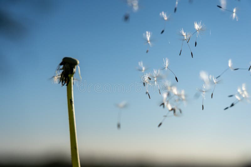 Immagine di un fiore di targhetta con i suoi semi portati via dal vento immagini stock