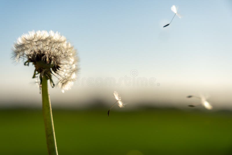 Immagine di un fiore di targhetta con i suoi semi portati via dal vento fotografia stock libera da diritti