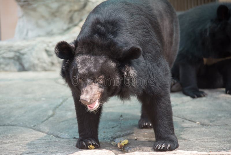 Immagine di un orso nero fotografia stock Immagine di un orso nero fotografia stock