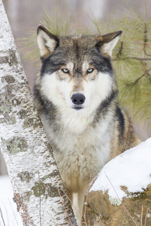 Immagine eccellente nel formato verticale degli occhi dei lupi